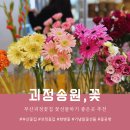 사하초정문 | 부산괴정꽃집 기념일 꽃 선물하기 좋은 꽃집<송원, 꽃> 화병 꽃구입