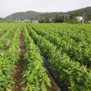 달건너농장 이미지