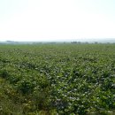 동평농장 이미지