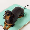 도그엔젤 이미지