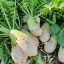 덕이 농장 이미지