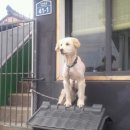 멍멍이집 이미지