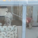 올데이독 이미지