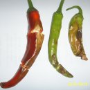 병이농장 이미지