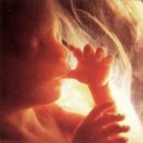 [◐관련사진◑] 태아의 여정 (임신1개월~10개월) 이미지