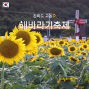 교동면 난정저수지 | 강화 교동 해바라기 축제 현재 개화 상황 난정저수지