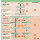 파워 운동생리학 3장. 생체 에너지학 Bioenergetics 이미지