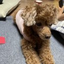 라이카 z2x 후기 / 사용법