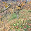 가고파식당 이미지