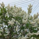 효석문학100리길 제1구간 이미지