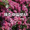 아일로사 | 장미와 수국이 가득한 비밀정원 제주 장미명소 아일로사 실시간 개화상황 & 여행정보
