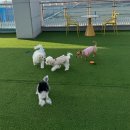 궁2길 | [경기도 평택시] 평택 애견카페 추천｜실내·야외 다 있는 고덕 애견카페 솔직후기