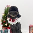 위즈퍼피(WIZ PUPPY) 이미지