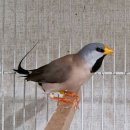 금정조