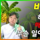 바나나의 효능(김순열 한의사 이미지