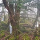 농업법인제주고산(주)