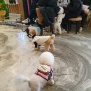 맡겨주개 | [파주애견카페]강아지미용+카페+유치원+호텔+놀이터 한 방에 해결!!::리드펫::솔직 후기