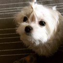 21그램 반려동물장례식장 | 남양주 21그램, 반려동물 장례식장 방문후기, 봄이야 안녕.