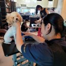 멋내는 애견 이미지