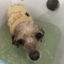 향동애견미용 이미지