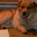 가족이랑개 이미지