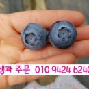 비당뜰베리