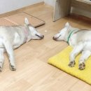 예산퓨리스