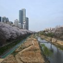 양재천 수변무대2 | [서울 가볼만한곳 벚꽃명소 1위] 양재천벚꽃등축제 실시간 만개 야경까지 후기!