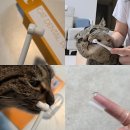 하니캣 | 고양이 치주염 관리용으로 만족한 캣디피 극세모 칫솔 후기