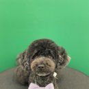 릴리리독 이미지