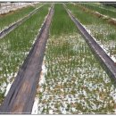 진달래목장 이미지