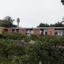 제주토끼 이미지