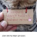 가출했다가 빚지고 돌아온 고양이 이미지