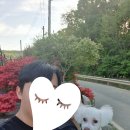 위플독