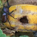 장수풍뎅이마을 이미지