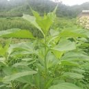 용래농장 네이버블로그