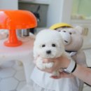 명지애견미용호텔 댕즈니랜드 본점 | 울산애견분양 테디럽에서 수월하게