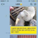 드림양꼬치