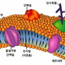 인체 고유의 양자 에너지장들 3 –초전도 현상, 비선형적 반응 이미지