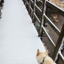 흰돌이가 구해오는 보호소의 안락사 명단에 오른 두 마리의 백구 강아지들. 이미지