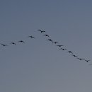 철새보는집 이미지