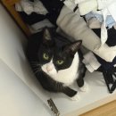 마티스 | 마티스블루 실버 도트 체인 하트팔찌 후기 반려견 반려묘 흔적으로 만든 주얼리