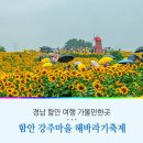 해바라기마을 | 경남 여행 함안 해바라기축제 강주 해바라기 마을 후기