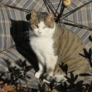 민호네 태양광발전소 이미지