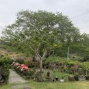 별장서홍 이미지