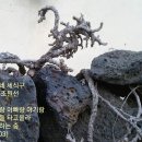 용이네 이미지