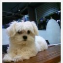 황제 동물병원 이미지