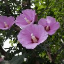 무궁화로 이미지