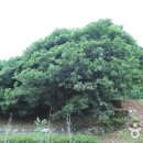 함평 기각리붉가시나무자생북한지 이미지