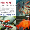 코이 네이버블로그